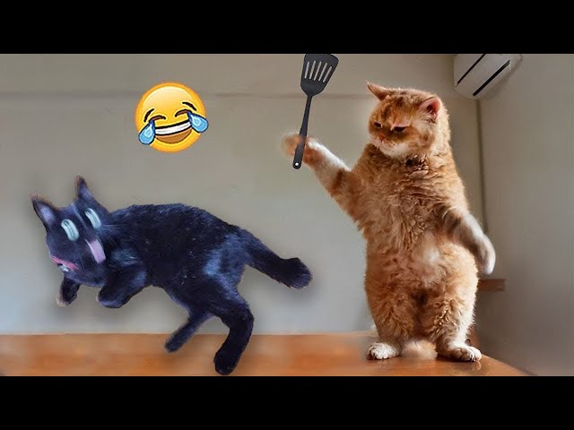 Funniest Animals 🤣 New Funny Cats and Dogs Videos 😹🐶 Part 20