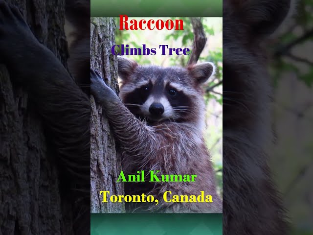 Raccoon Got Scared and Climbs Tree