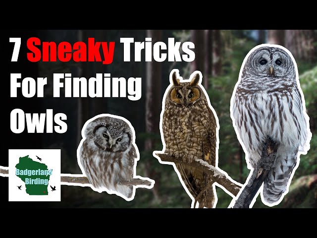 7 Sneaky Tricks for Finding Owls in the Wild