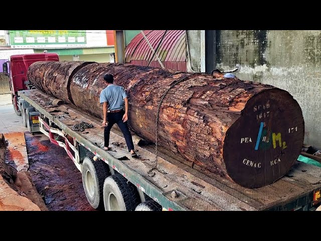 Amazing Sawmill Wood Cutting  - Super Giant Wood Tree Saw Millennial Treasure In The Jungle Bushy