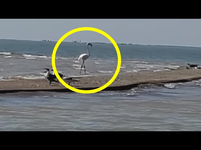 The Absurd Mystery of Flamingo No. 492