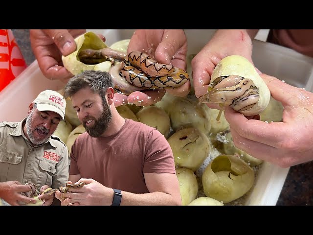 HATCHING BABY PYTHONS WITH FORREST GALANTE🤩