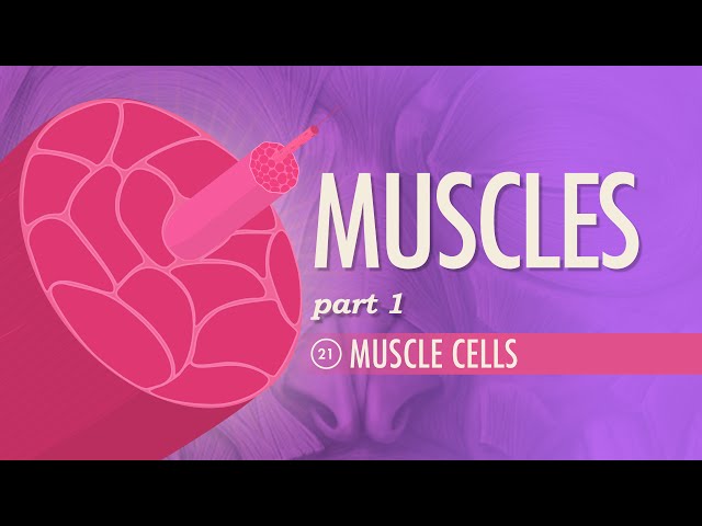 Muscles, Part 1 - Muscle Cells: Crash Course Anatomy & Physiology #21