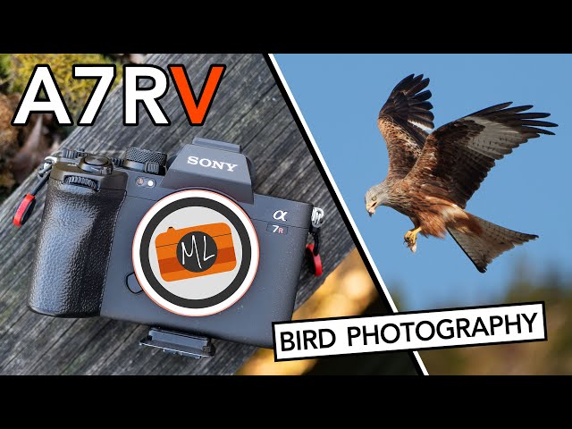 Sony A7R V: Bird Photography / Birds In Flight Review (+ Bird Eye AF Explained)