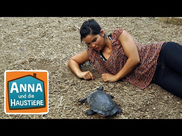 Schildkröte | Information für Kinder | Anna und die Haustiere