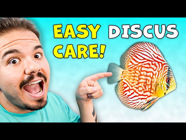 Do THIS to KEEP DISCUS FISH EASILY!