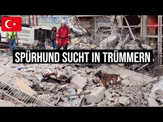 10.02.2023 #Adıyaman Spürhunde suchen in Trümmern zerstörter Häuser #Erdbeben-Überlebende in #Türkei