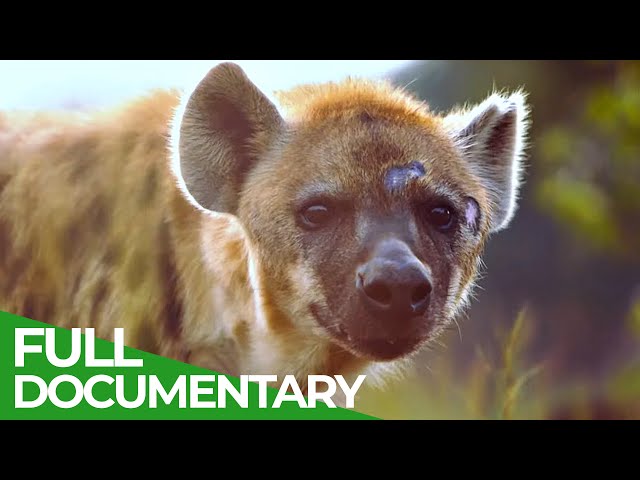 Chemical Warfare | Animal Armory | Episode 6 | Free Documentary Nature