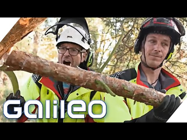 Baum fällt! Wie gefährlich ist der Job des Baumpflegers? | Galileo | ProSieben
