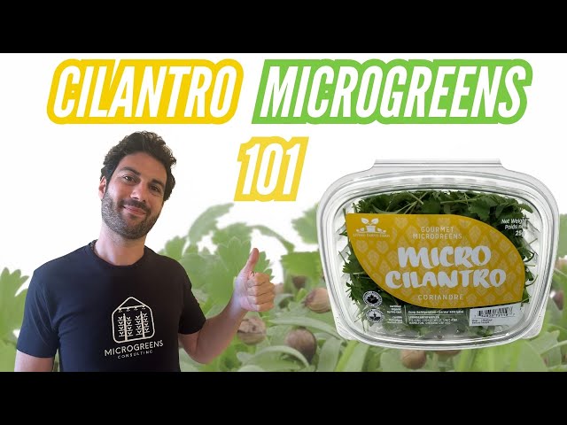 How To Grow Cilantro Microgreens: The BEST Way