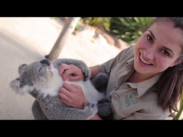 Cutest Koala Compilation Ever