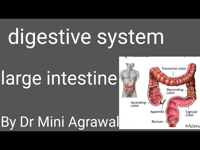 Anatomy of large intestine| By Dr Mini Agrawal| For nursing