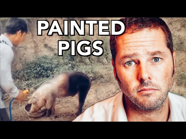 China is Now Painting Pigs Black - Why?