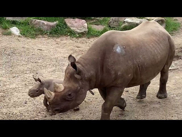 Dalia the baby Eastern black rhino makes her public debut
