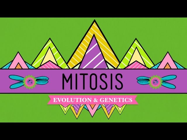 Mitosis: Splitting Up is Complicated - Crash Course Biology #12