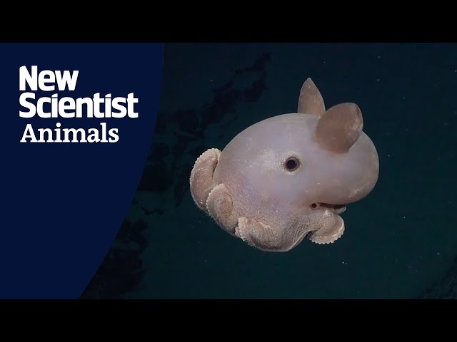 More than 100 new marine species discovered