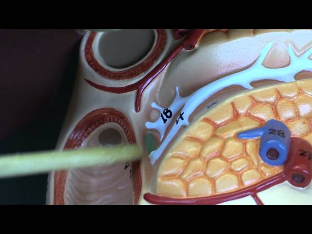 Anatomy 14, Liver and Pancreas