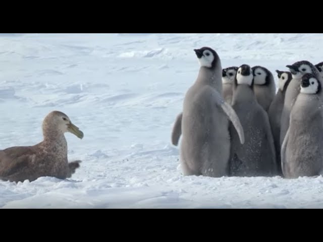 Penguin Chicks Stand Up To Giant Petrel...With The Help of a Friend!