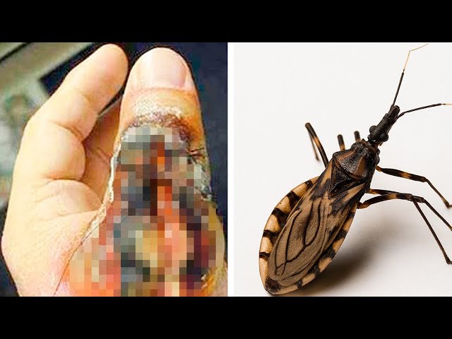 10 Animals You Should Never Touch