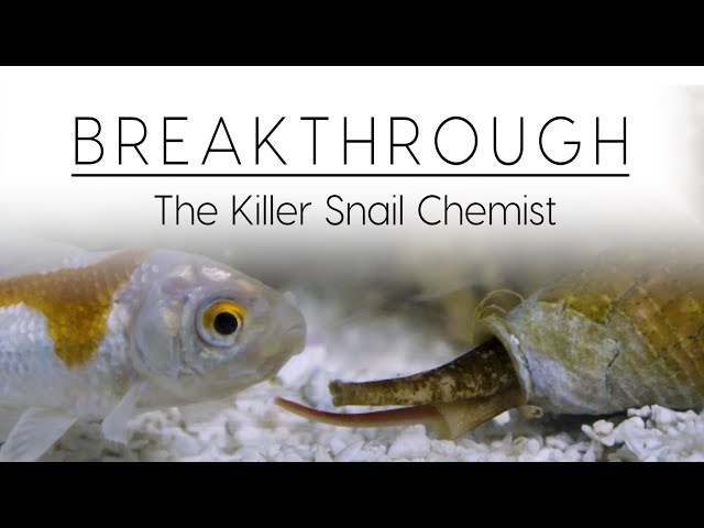 Breakthrough: The Killer Snail Chemist