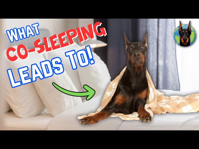 Sharing Your Bed With Your Doberman: BIG Mistake or Better Behavior?