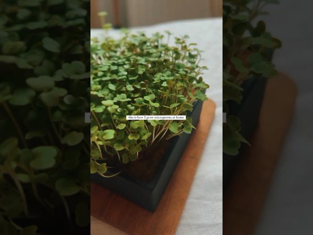 this is how I grow microgreens at home