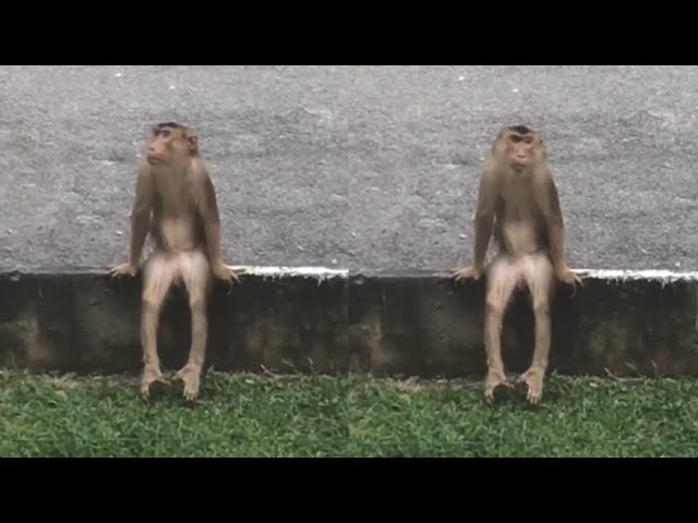 A Monkey That Sits Like This