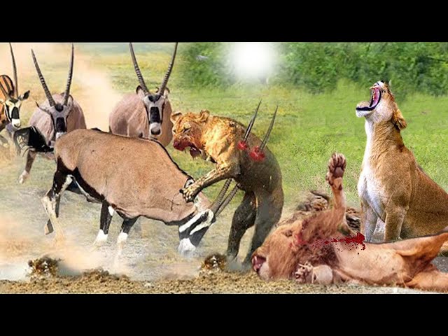 Fierce  Fight_ Wildebbest  Vs  Lion _ Lion Died Tragically  When Facing Off Wildebeest