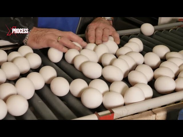 How MILLIONS of EGGS are Produced in Chicken Farms | Amazing Egg Development Process