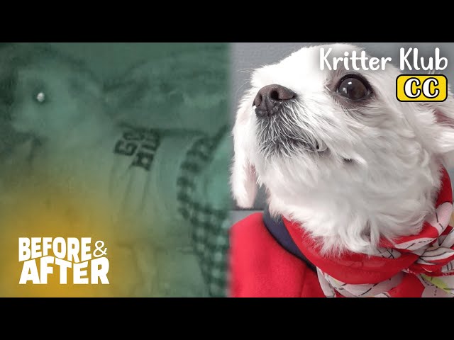 This Dog Can't Sleep For 24/7 I Before & After Ep 101