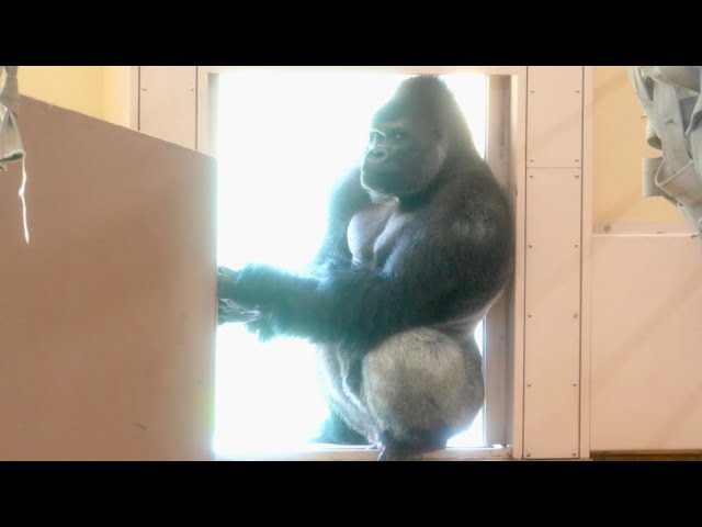 Silverback refuses to go to breakfast.｜Shabani Group