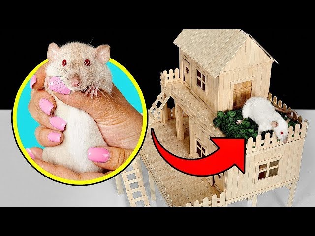 Wie du ein Eisstiel-Haus für deine Ratte baust