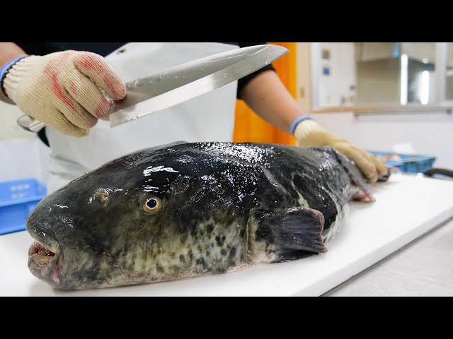 The amazing craftsman who cuts up the giant tiger pufferfish! The process of sashimi