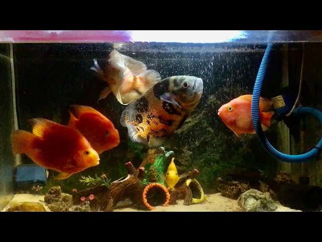 Parrot fishes || Oscars || Giant Cichlids