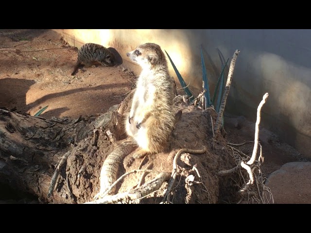 The Living Desert Zoo - Meerkats