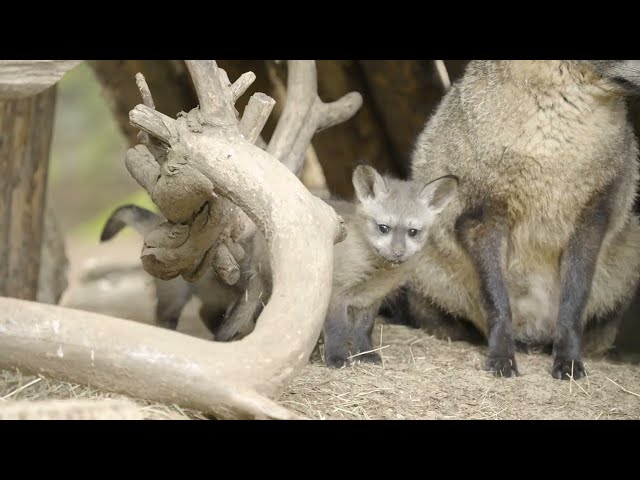 Bat-Eared Fox Kits Explore for the First Time