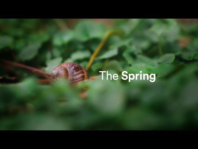 The SPRING