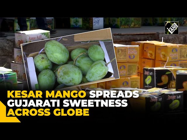 Spreading sweetness; Gujarat’s ‘Kesar’ Mango brings unique taste across globe