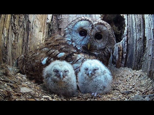 Wild Tawny Owls Adopt 6 Orphaned Owlets | Full Story | Luna & Bomber | Robert E Fuller