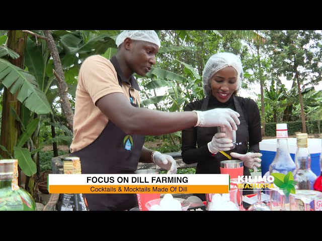 What's the Dill? A Look at Dill Farming in Kenya | Kilimo Na Biashara