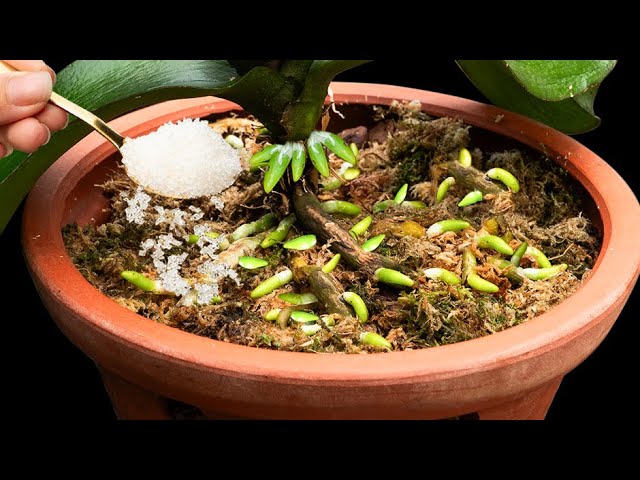 Sprinkle a spoonful, the dead orchid suddenly revives with 1000 new, plump roots