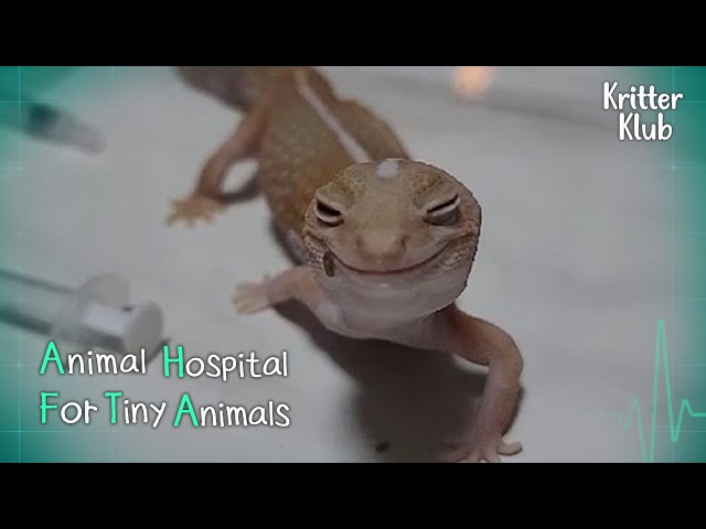Today's Patient: Fat-tailed Gecko l Animal Hospital For Tiny Animals Ep 1