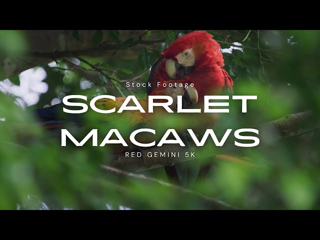 Macaw Pairs