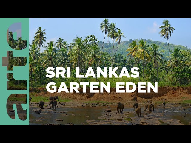 Der Yala-Nationalpark: Sri Lankas Garten Eden | Phänomenale Natur | ARTE Family