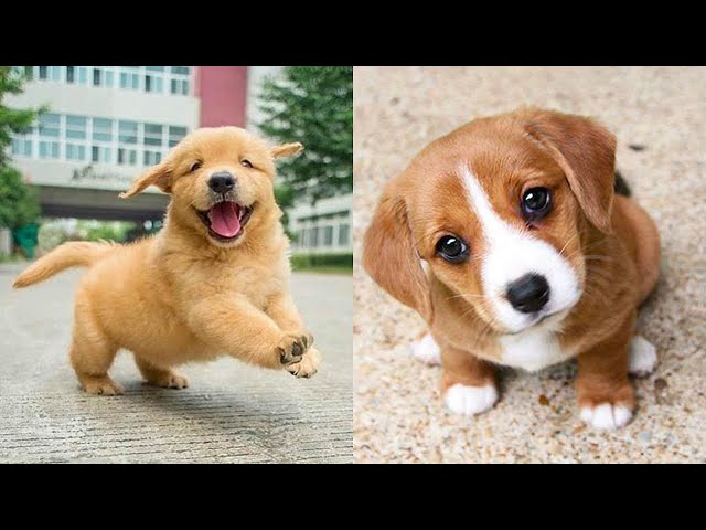 Baby Dogs 🔴 Cute and Funny Dog Videos Compilation #18 | 30 Minutes of Funny Puppy Videos 2023