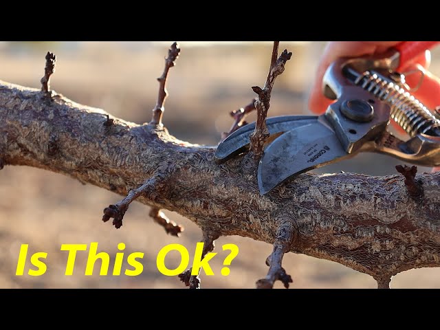 Don't Make This Pruning Mistake! | Apricot, Plum & Cherry Pruning