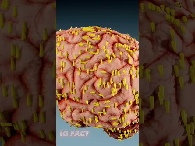How Brain Eating Amoeba Kills? (3D Animation) #shorts