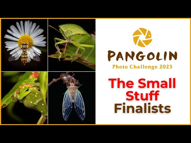 Macro Wildlife Photography Competition Finalists