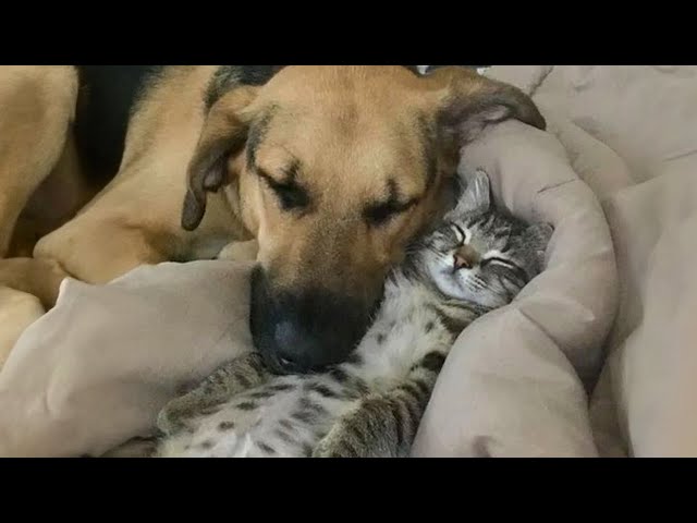 Funniest CATS and DOGS Friendships of 2024 😂 Funny ANIMALS videos