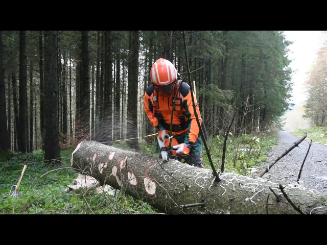 Baumfällen mit einem Holzfäller-Profi